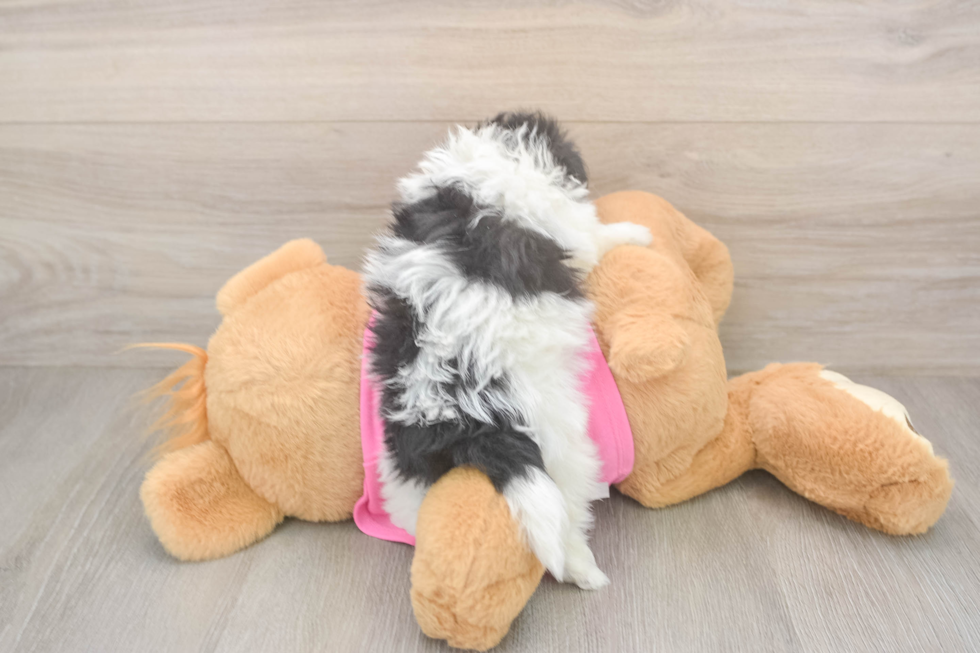 Pomachon Pup Being Cute