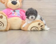5 week old Pomachon Puppy For Sale - Premier Pups