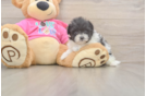 Best Pomachon Baby