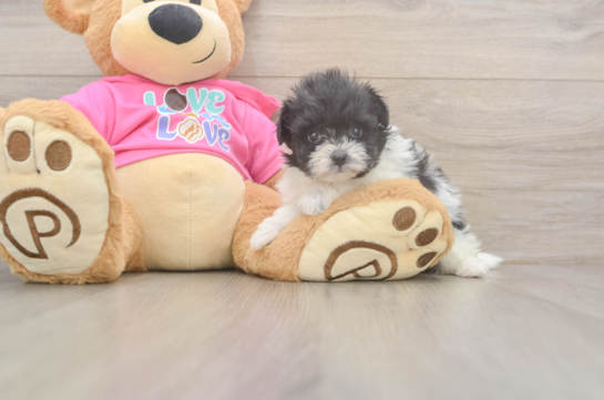 Best Pomachon Baby