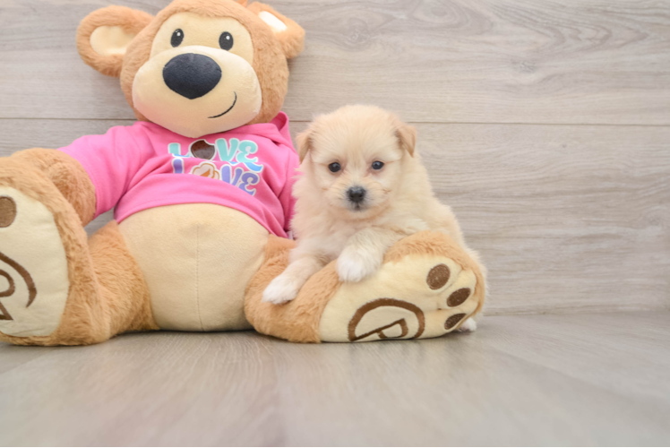 Best Pomachon Baby