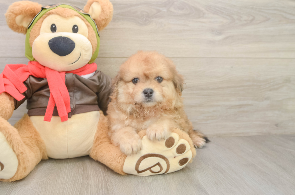 6 week old Pomachon Puppy For Sale - Premier Pups