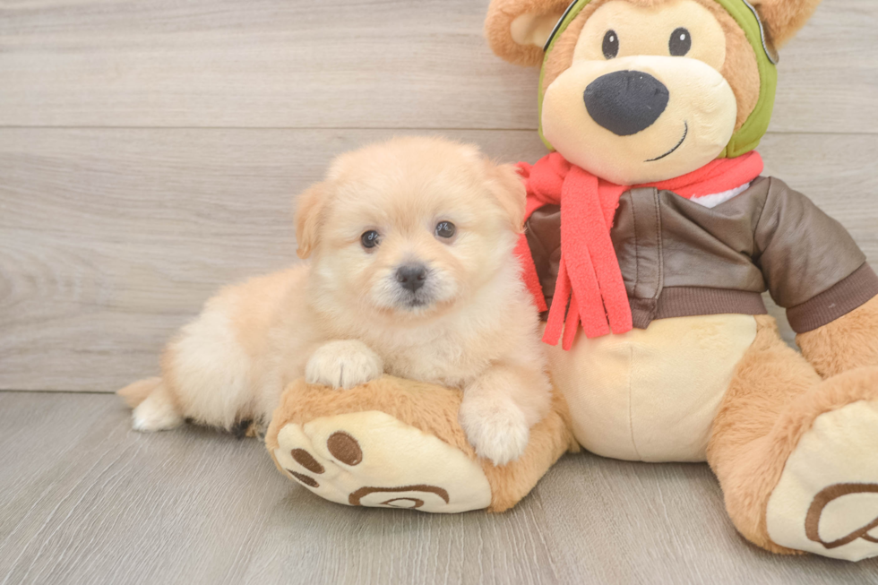 Funny Pomachon Designer Pup