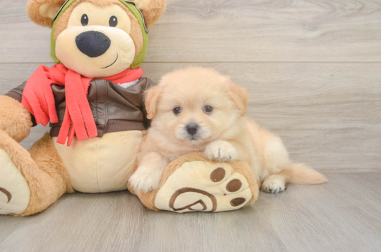 Pomachon Pup Being Cute