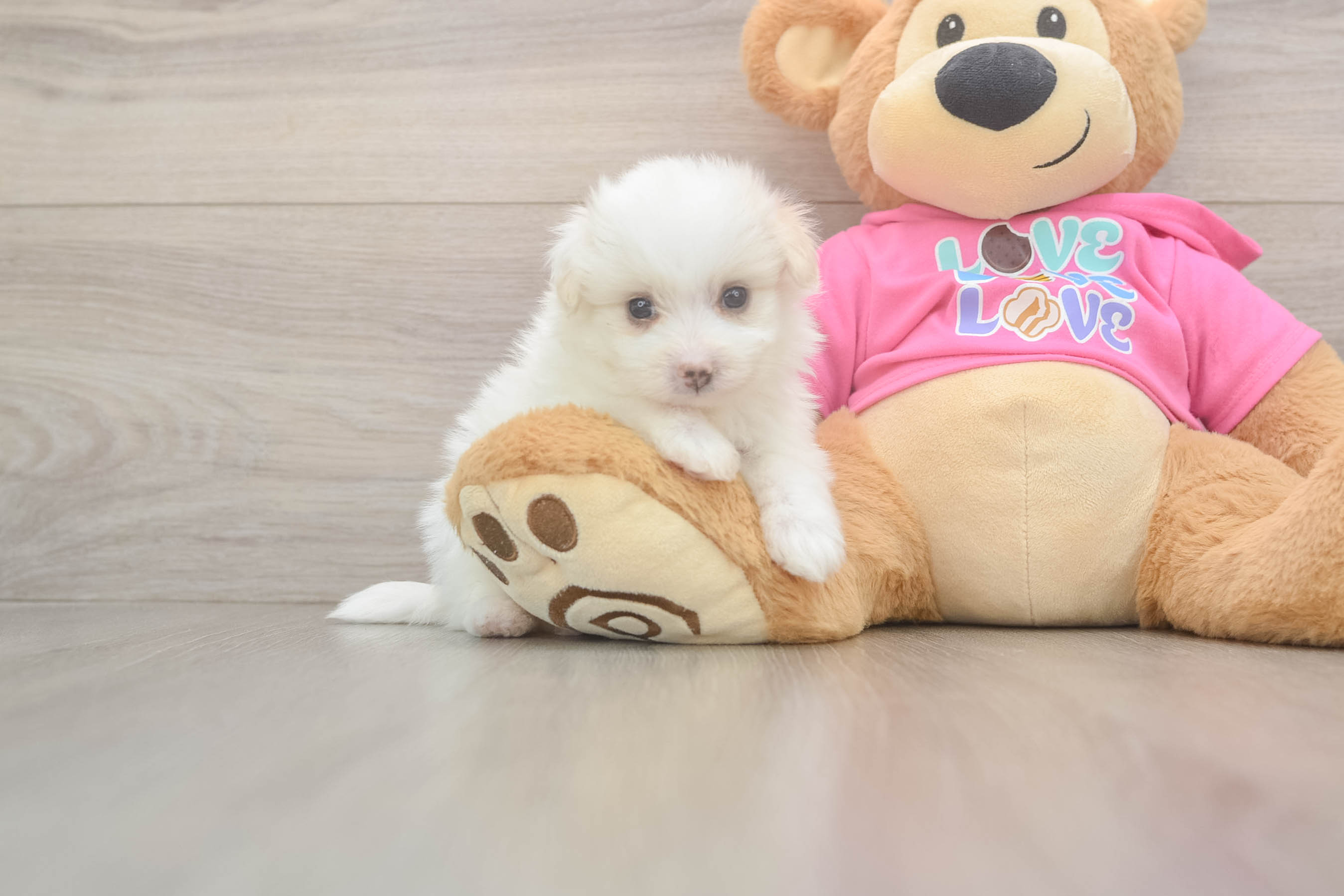 Sweet Pomachon Baby