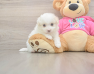 5 week old Pomachon Puppy For Sale - Premier Pups