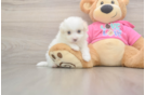 Sweet Pomachon Baby