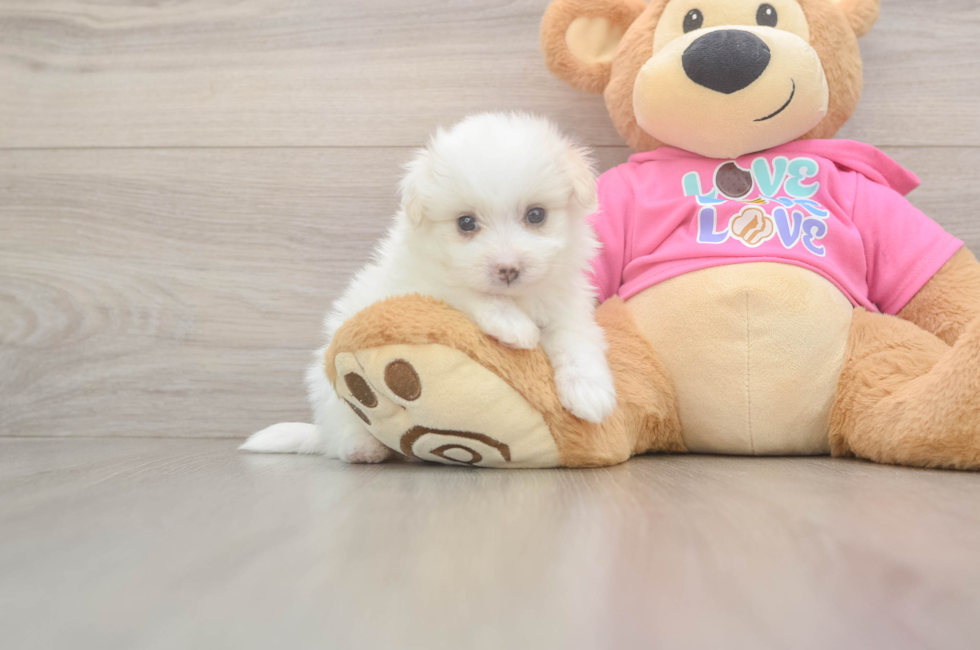 5 week old Pomachon Puppy For Sale - Premier Pups