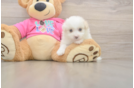 Pomachon Puppy for Adoption