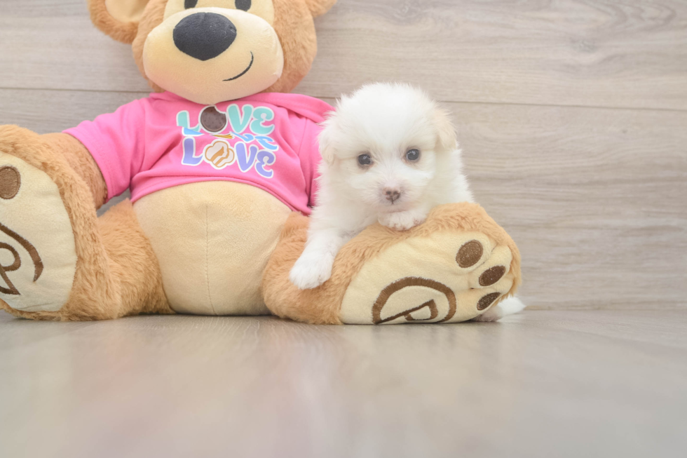 Pomachon Puppy for Adoption