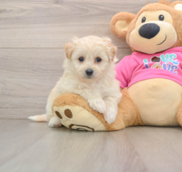 8 week old Pomachon Puppy For Sale - Premier Pups