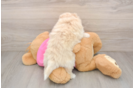 Pomachon Puppy for Adoption