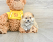 6 week old Pomachon Puppy For Sale - Premier Pups