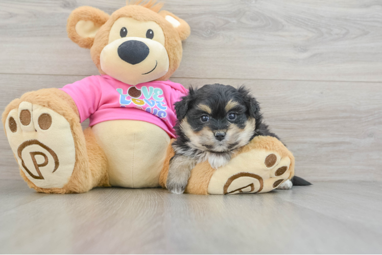 Adorable Pom Frise Designer Puppy