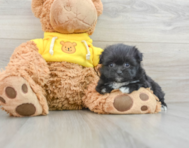 6 week old Pomachon Puppy For Sale - Premier Pups