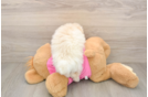 Fluffy Pomachon Designer Pup