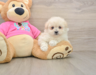 6 week old Pomachon Puppy For Sale - Premier Pups