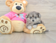5 week old Pomachon Puppy For Sale - Premier Pups