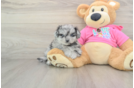 Little Pom Frise Designer Puppy