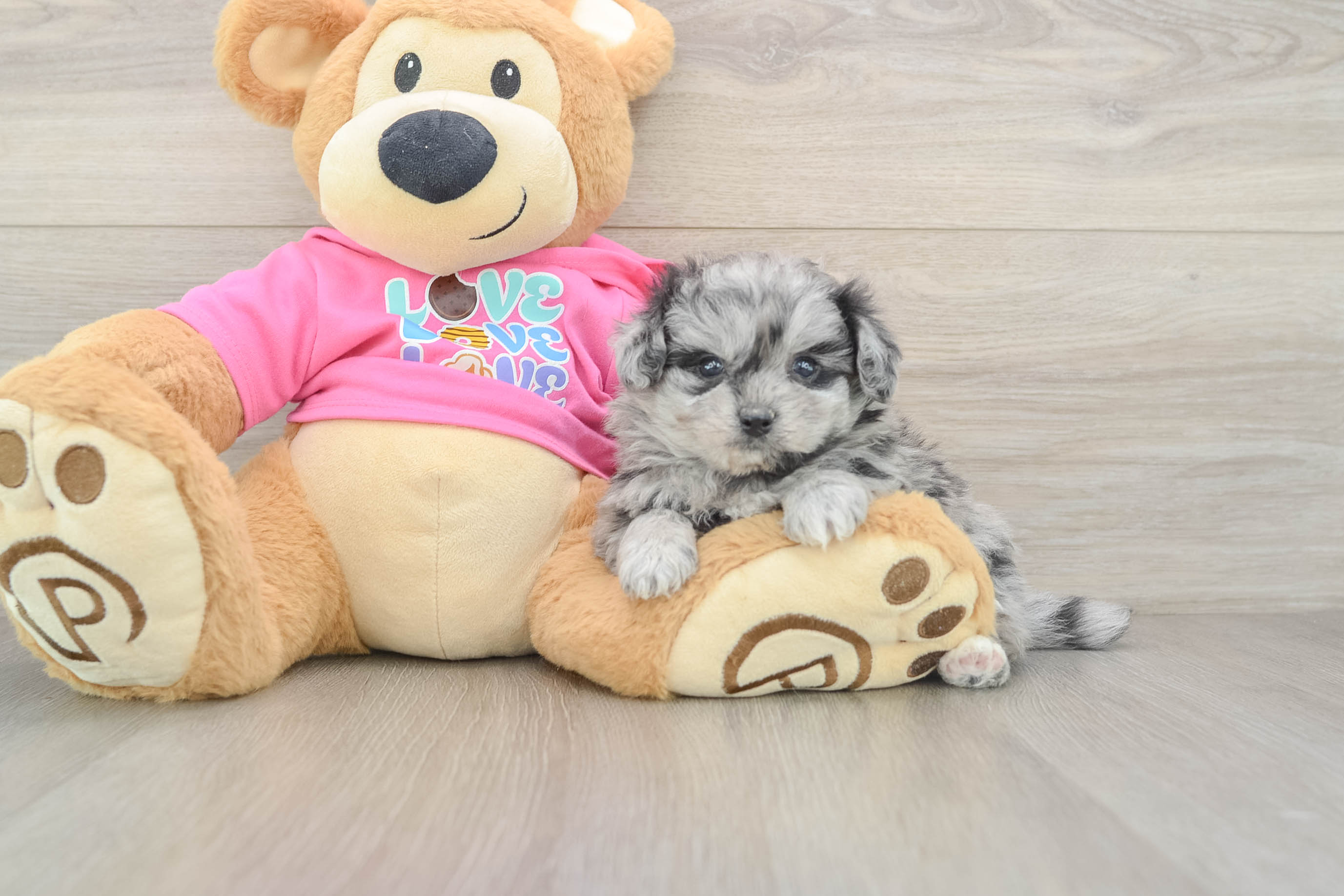Sweet Pomachon Baby