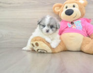 5 week old Pomachon Puppy For Sale - Premier Pups
