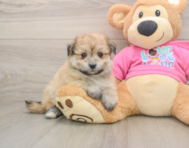 7 week old Pomachon Puppy For Sale - Premier Pups