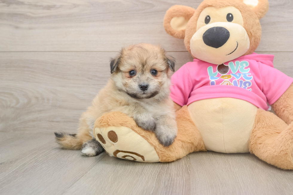 Fluffy Pomachon Designer Pup