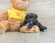 6 week old Pomachon Puppy For Sale - Premier Pups