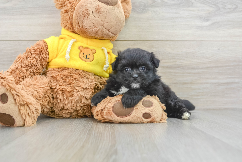 Playful Pom Frise Designer Puppy