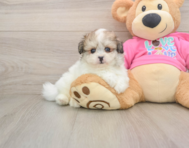 8 week old Pomachon Puppy For Sale - Premier Pups