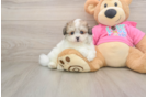 Sweet Pomachon Baby