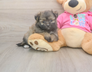 5 week old Pomachon Puppy For Sale - Premier Pups