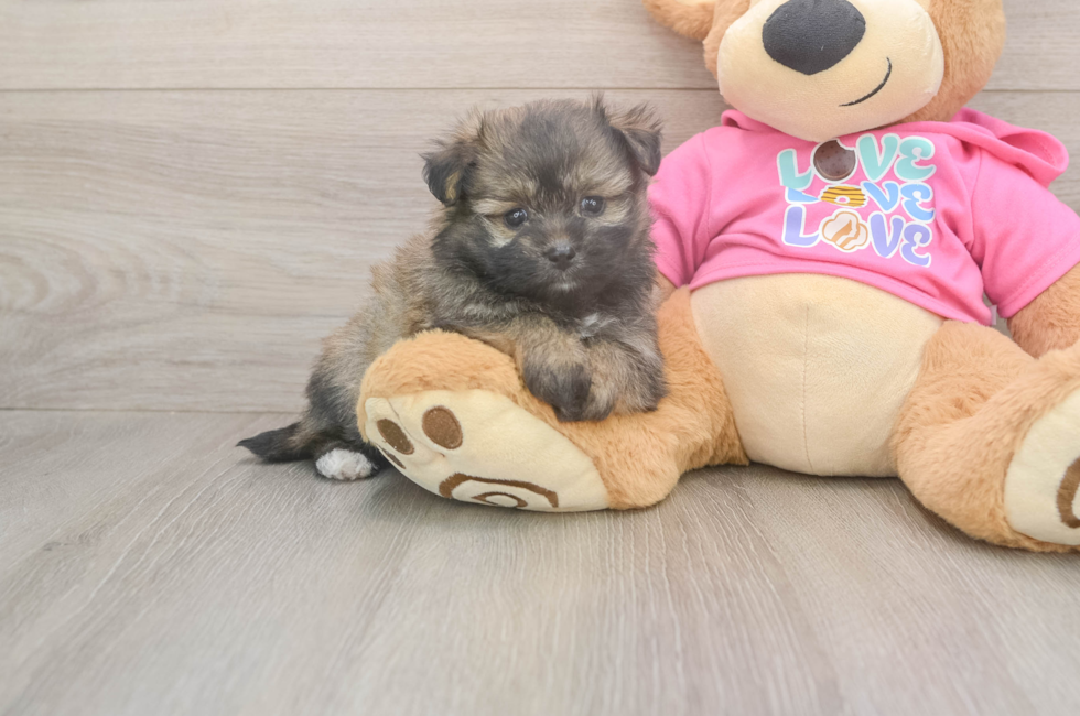 5 week old Pomachon Puppy For Sale - Premier Pups
