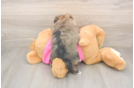Small Pomachon Baby