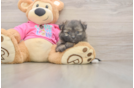 Cute Pomachon Baby