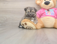 5 week old Pomachon Puppy For Sale - Premier Pups