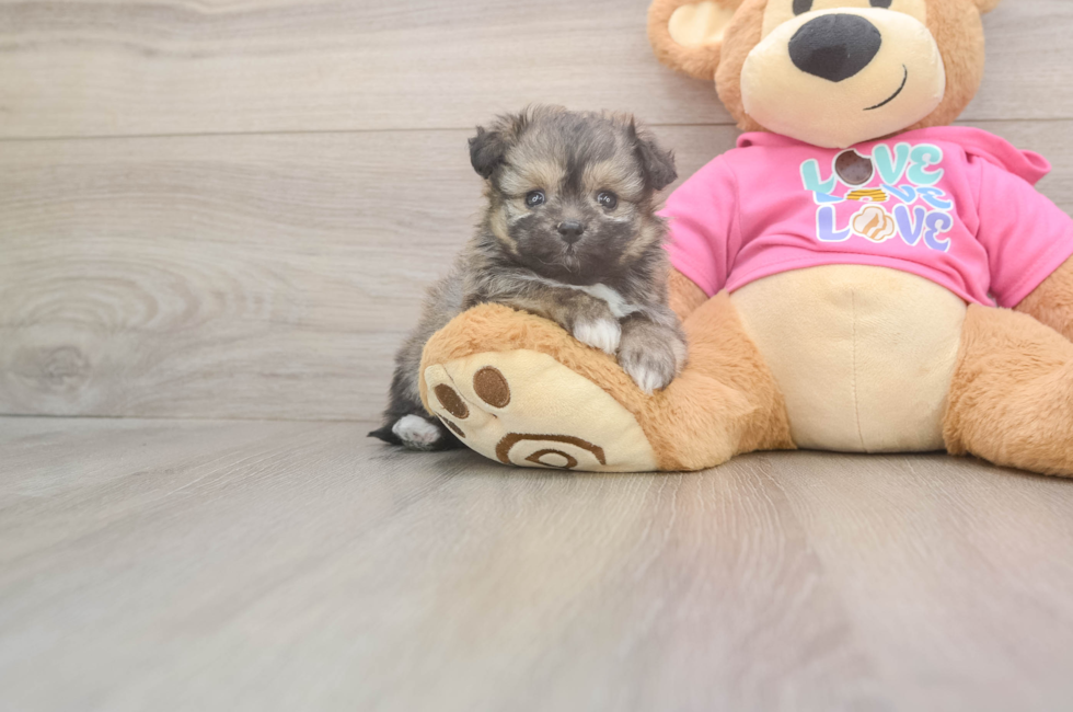 5 week old Pomachon Puppy For Sale - Premier Pups