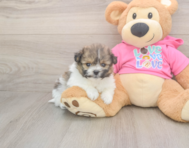 6 week old Pomachon Puppy For Sale - Premier Pups