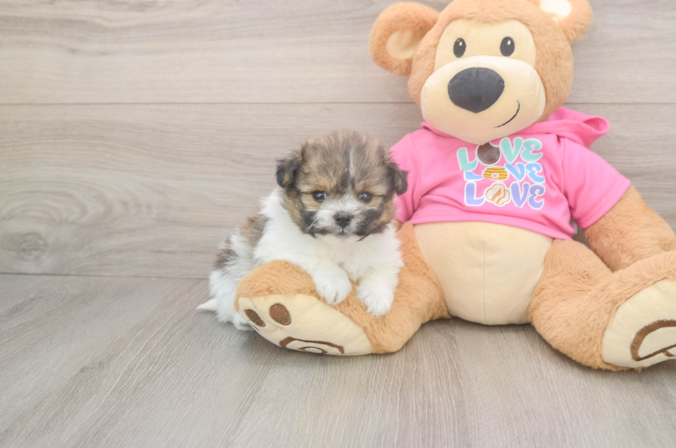 5 week old Pomachon Puppy For Sale - Premier Pups