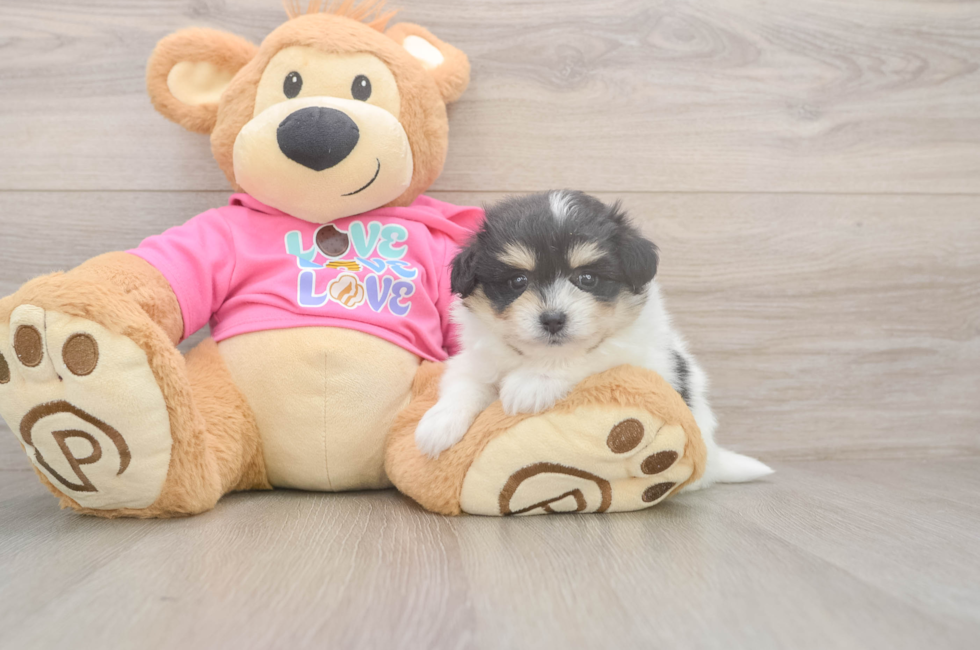 5 week old Pomachon Puppy For Sale - Premier Pups