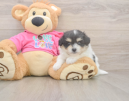 6 week old Pomachon Puppy For Sale - Premier Pups 6 week old Pomachon Puppy For Sale - Premier Pups