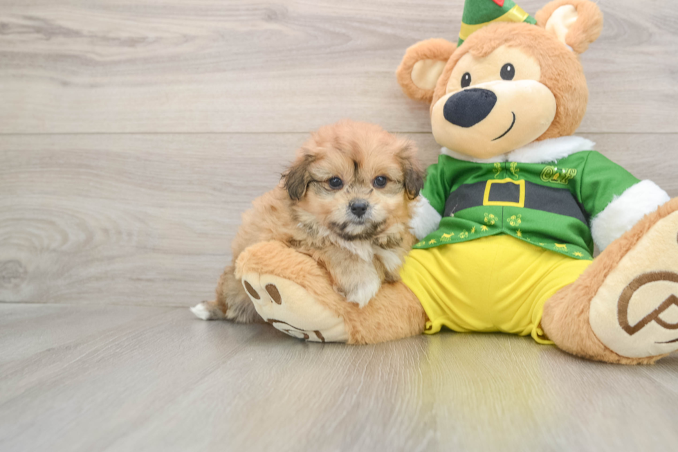 Pomachon Puppy for Adoption