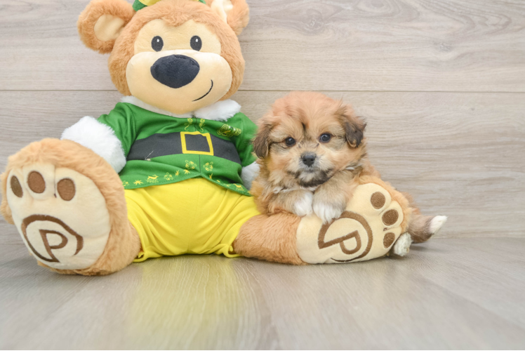 Pomachon Puppy for Adoption