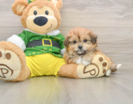 5 week old Pomachon Puppy For Sale - Premier Pups