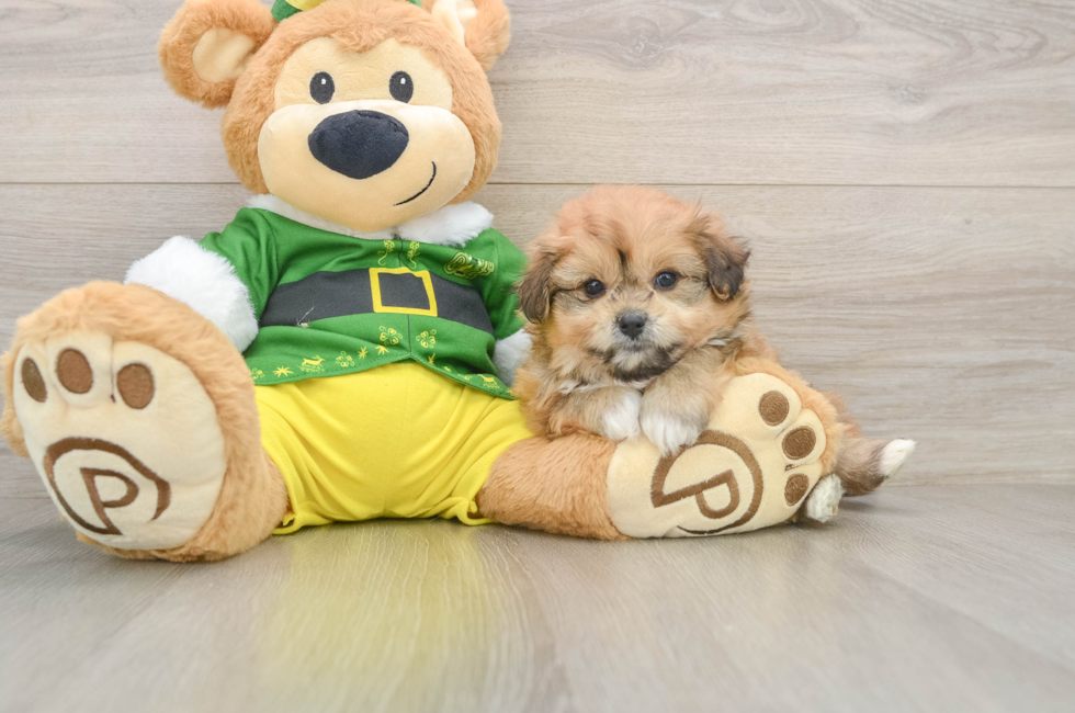 5 week old Pomachon Puppy For Sale - Premier Pups