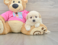 5 week old Pomachon Puppy For Sale - Premier Pups