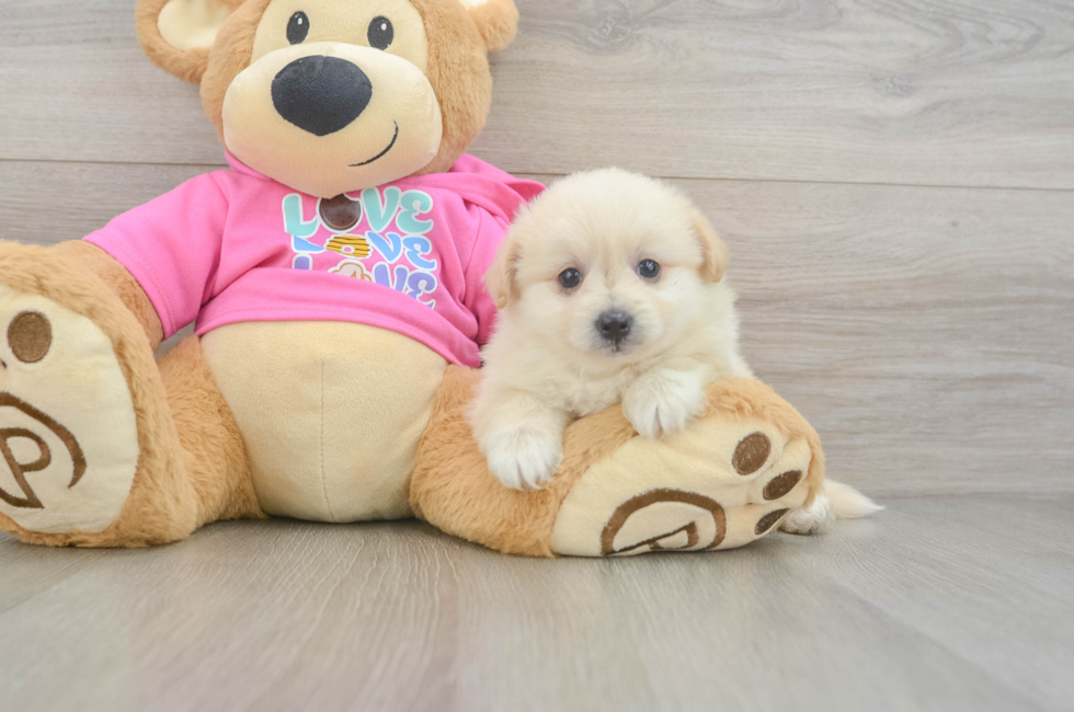 5 week old Pomachon Puppy For Sale - Premier Pups