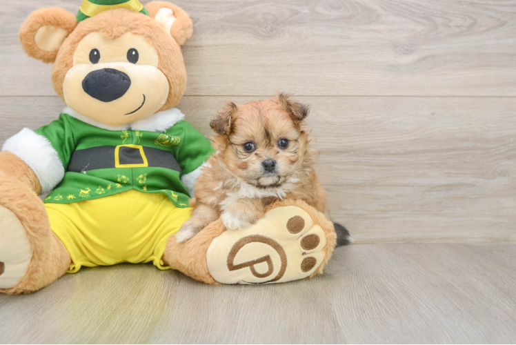 Pomachon Pup Being Cute