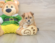 5 week old Pomachon Puppy For Sale - Premier Pups