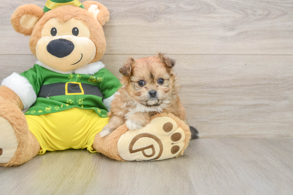 Pomachon Pup Being Cute